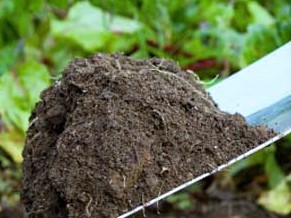 What You Should Know About Soils